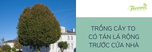 NHỮNG ĐIỀU CẤM KỴ KHI TRỒNG CÂY PHONG THỦY