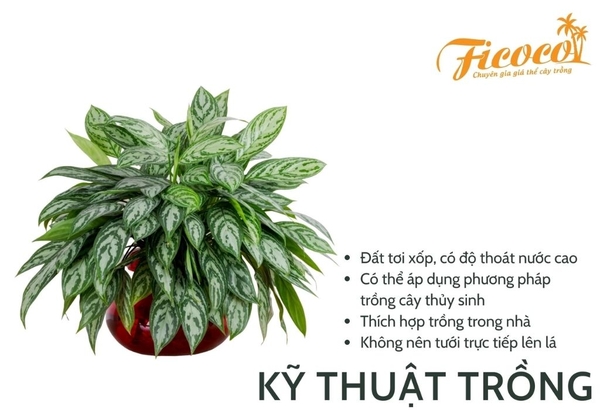 ky-thuat-nuoi-trong-bach-ma-hoang-tu