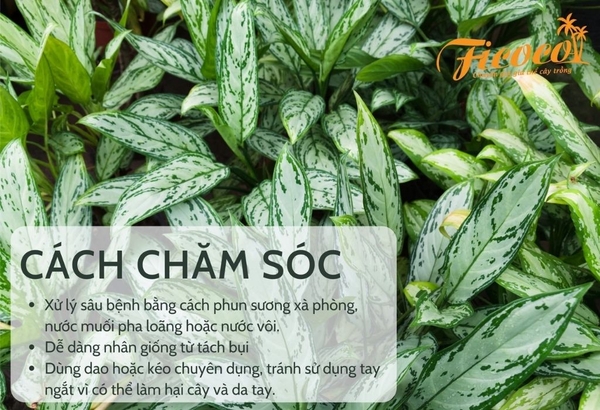 cach-cham-soc-cay-bach-ma-hoang-tu