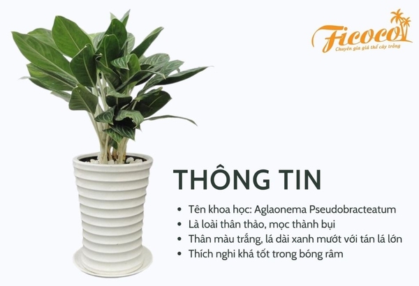 thong-tin-cay-bach-ma-hoang-tu
