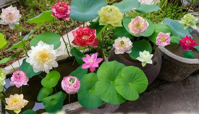 Một số giống hoa sen dễ trồng trong chậu