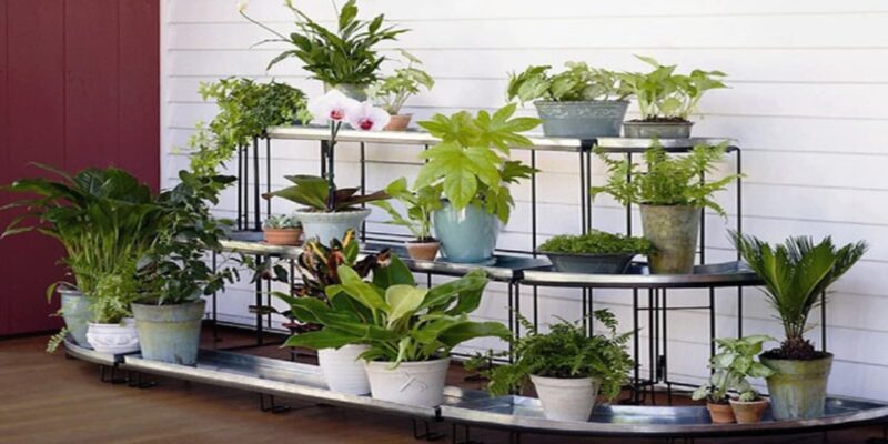 Những Loại Cây Trồng Trong Nhà Không Cần Ánh Sáng: Bí Quyết Xanh Hóa Không Gian