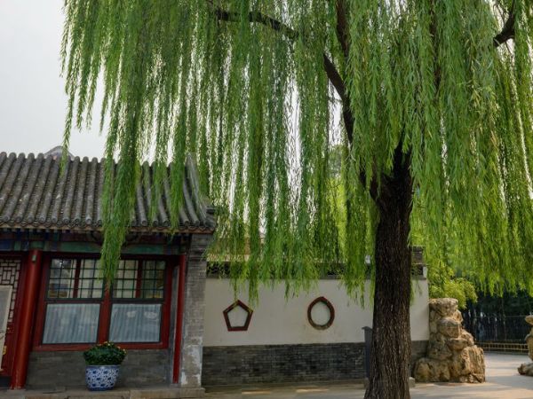 Những Cây Không Nên Trồng Trước Nhà Theo Phong Thủy Và Thực Tế