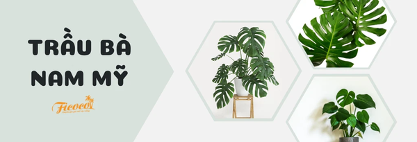 trau-ba-nam-my