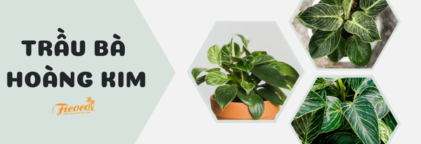 trau-ba-hoang-kim
