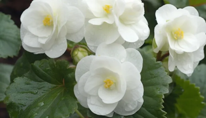 Đặc điểm và các loại hoa hải đường được trồng nhiều nhất