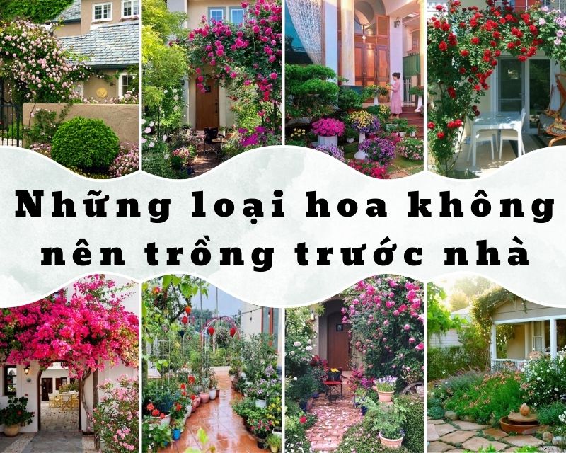 Những Loại Cây Không Nên Trồng Trước Nhà Để Tránh Vận Xui