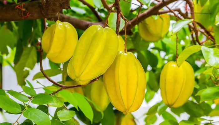 Lợi ích cây khế mang lại đối với sức khỏe và không gian