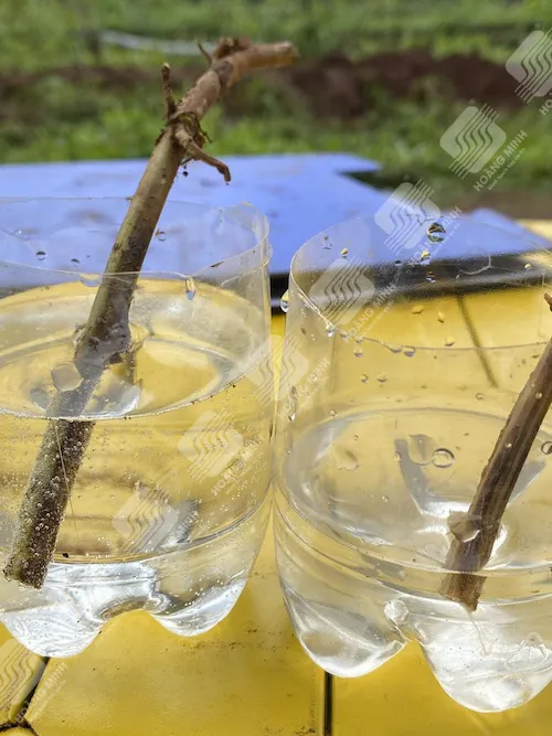 Thí nghiệm nhúng thân khoai lang vào nước để kiểm tra dịch vi khuẩn