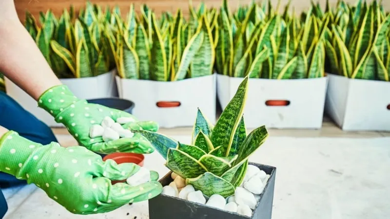 Lưỡi hổ vẫn được trồng làm cảnh trong nhiều gia đình