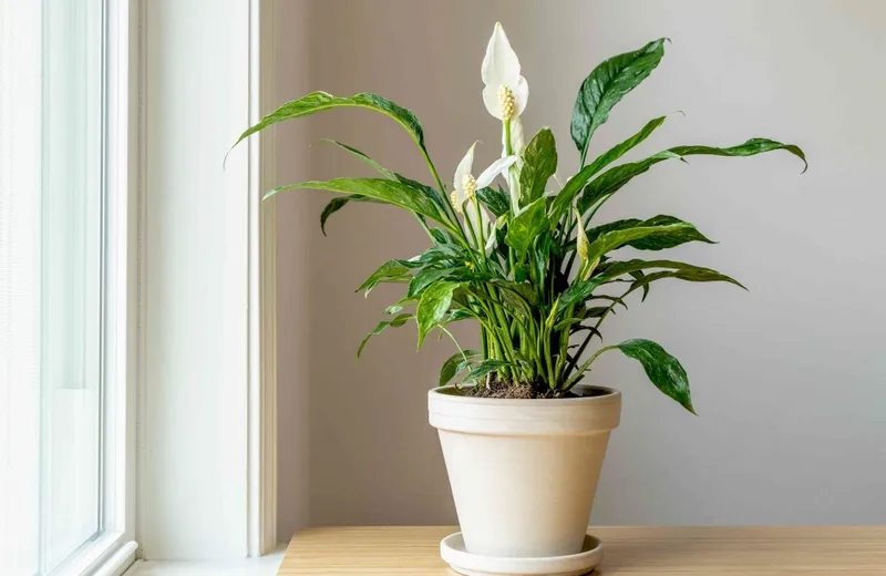 Những loại cây trồng trong nhà tốt cho sức khỏe như lan Ý đều rất phổ biến