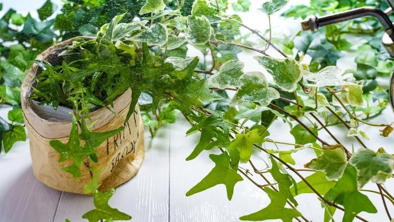 Cây thường xuân vừa dùng để trang trí, vừa cải thiện chất lượng không khí