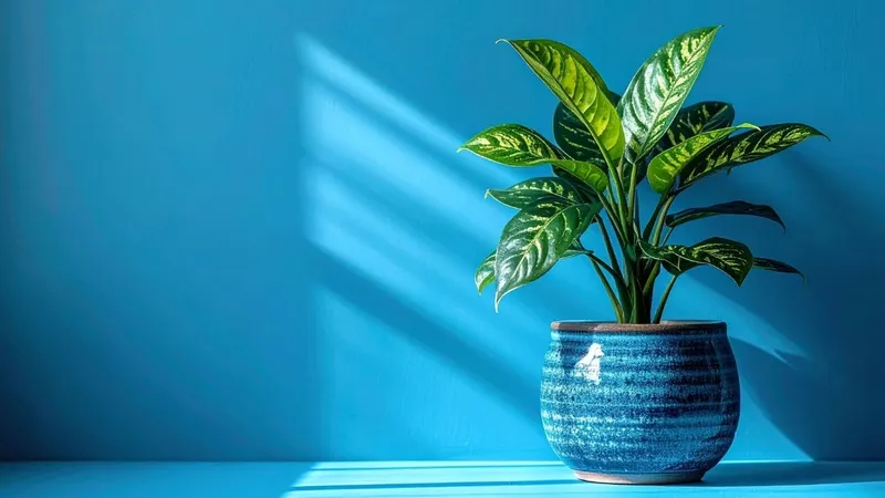 Bạn có thể mua chậu vạn niên thanh ở bất cứ cửa hàng cây cảnh nào