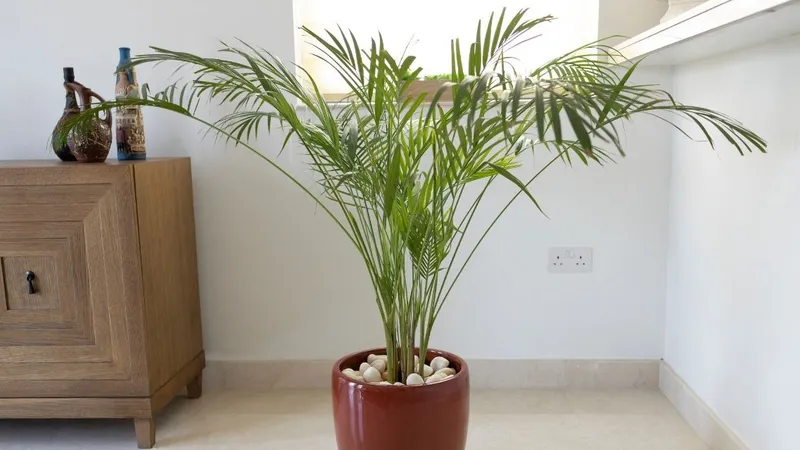 Cọ lá tre có thể sống tốt ở nơi ít ánh sáng trực tiếp