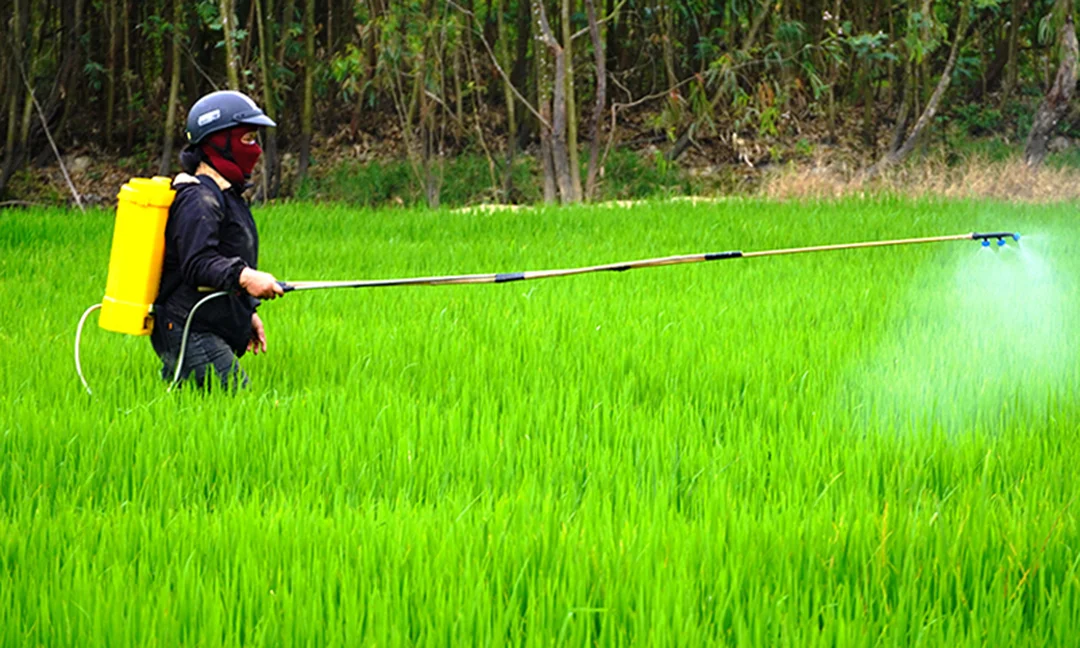 nông dân kiểm tra sâu hại