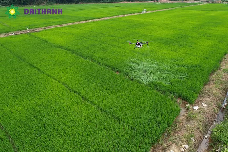 Ứng dụng máy bay nông nghiệp trong chăm sóc cây trồng diện tích lớn