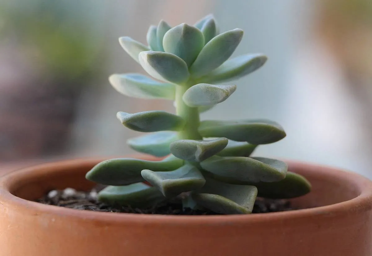 Cây sen đá thân cao cần nhân giống