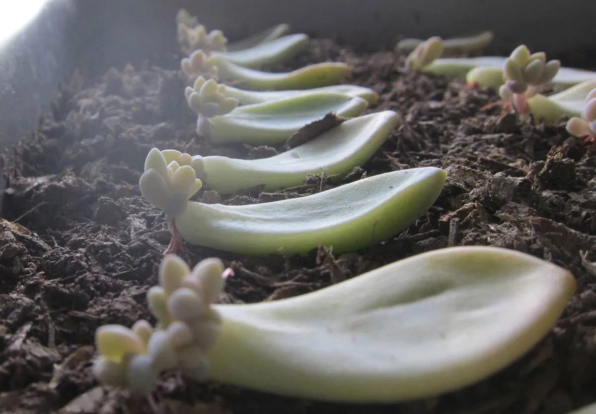 Lá sen đá ra rễ và cây con