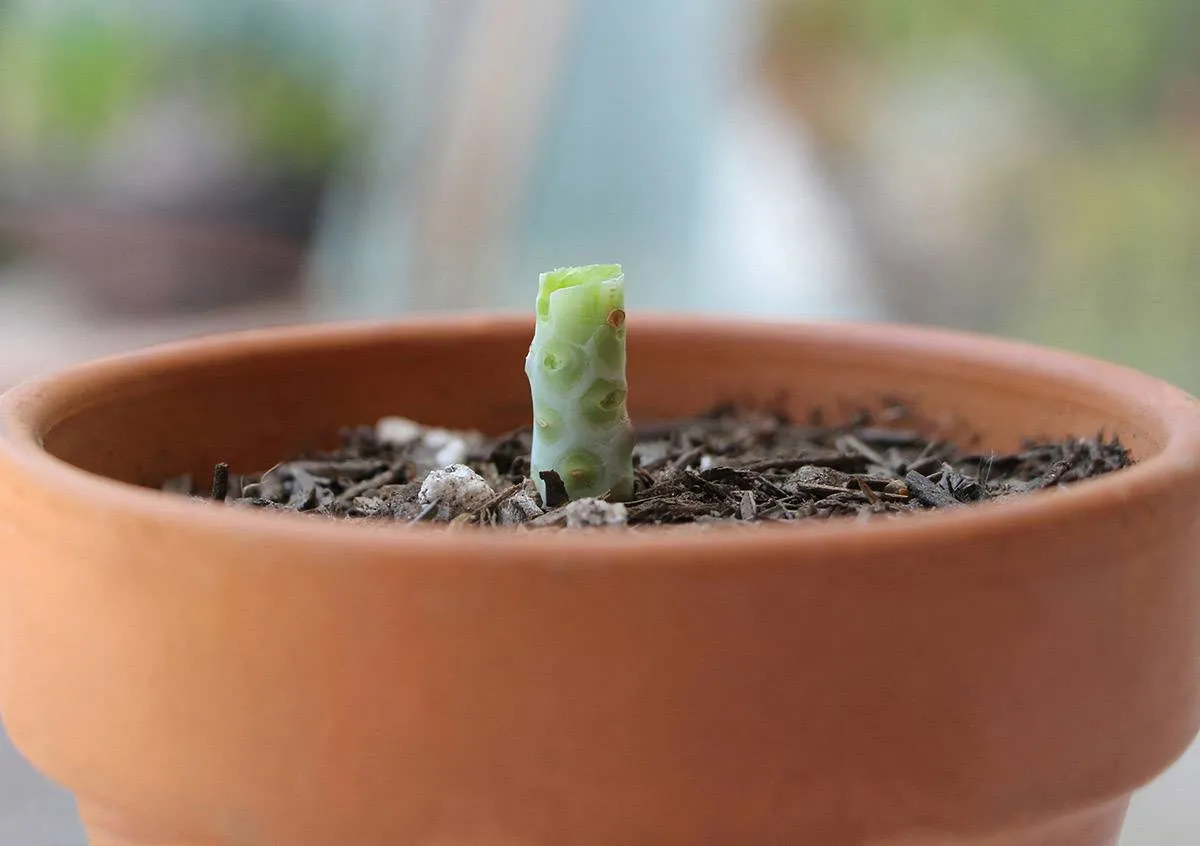 Cây mẹ nảy chồi mới