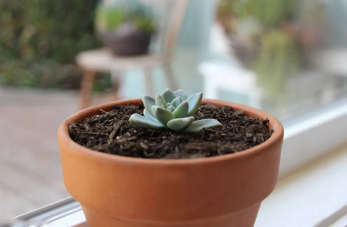 Cắm thân sen đá