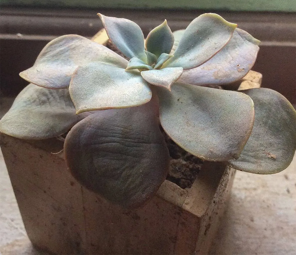 Lá sen đá nhăn do thiếu nước