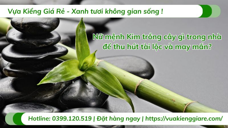 Nữ Mệnh Kim Trồng Cây Gì Trong Nhà Để Thu Hút Tài Lộc, Vượng Khí?