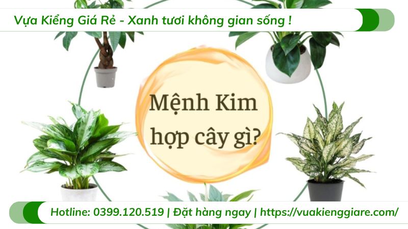 Nữ Mệnh Kim Trồng Cây Gì Trong Nhà Để Thu Hút Tài Lộc, Vượng Khí?