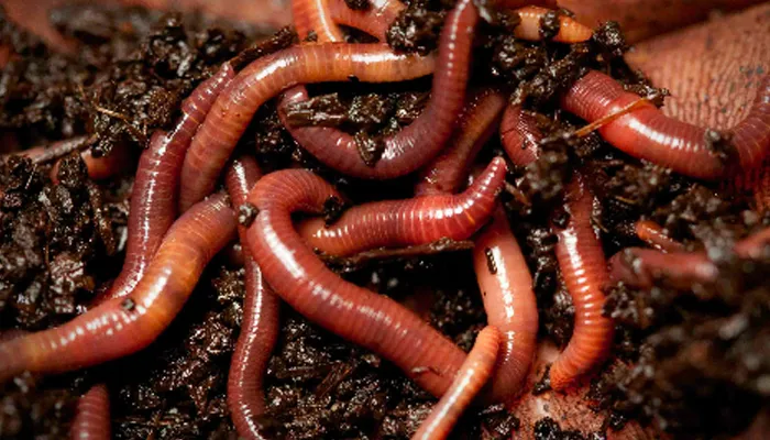 Nuôi giun đất