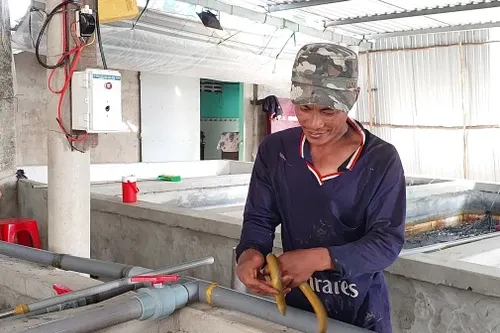 Nuôi lươn trong hồ xi măng giúp nông dân thu tiền tỷ