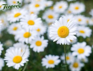 Ở NHÀ CÁCH LY – TRỒNG CÚC HỌA MI - PHẦN 2