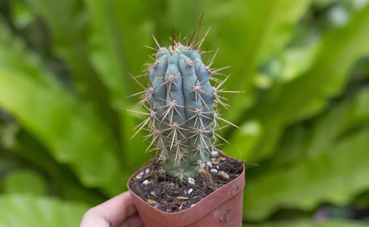 Rệp sáp là kẻ thù nguy hiểm nhất tấn công cây xương rồng