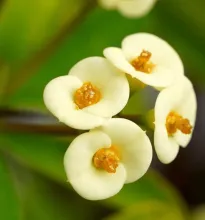 Cây xương rồng bát tiên rất hợp với người mệnh Kim