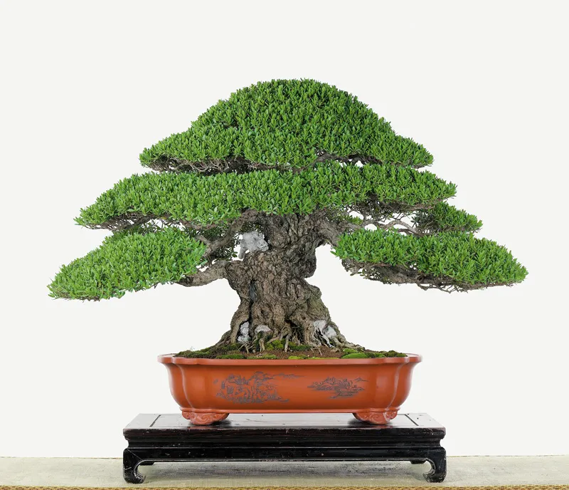 Cây thông dáng trực với các mảng khối ấm áp