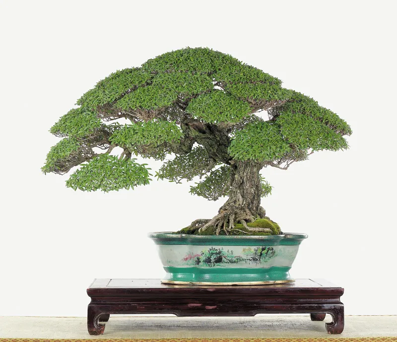 Mẫu cây dáng trực truyền thống với tán lá phân tầng rõ rệt