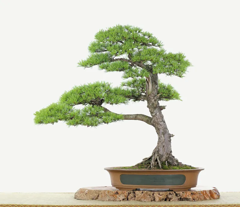 Cây cảnh dáng trực với bóng lệch tạo chiều sâu không gian