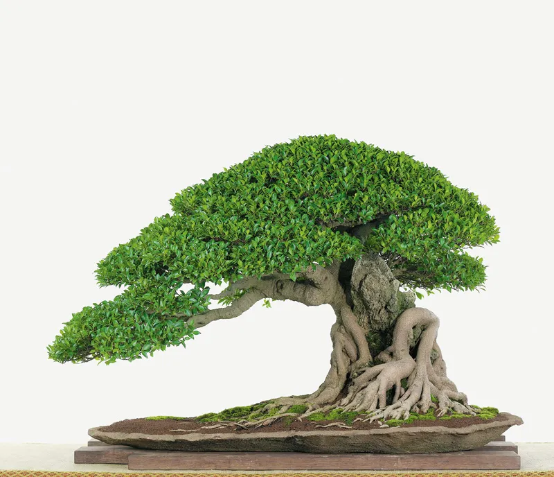 Tác phẩm cây cảnh chú trọng vào hướng rễ và nhịp thân