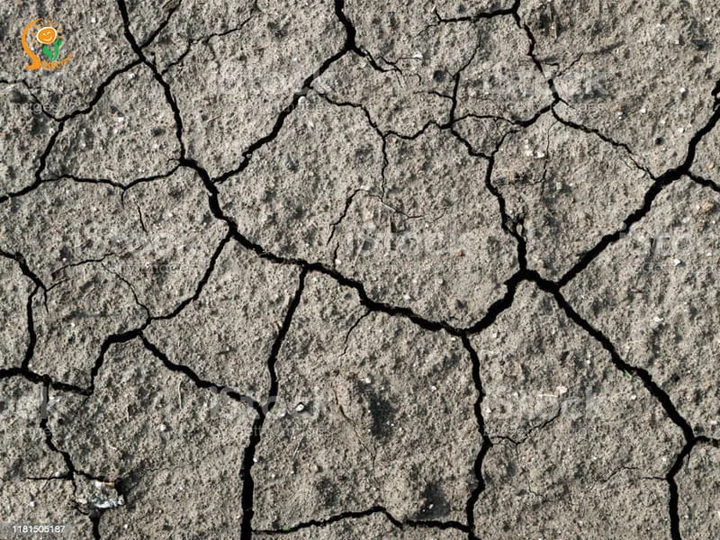 Phân hữu cơ chất lượng cao có màu nâu đen đồng nhất, mùi đất ẩm tự nhiên