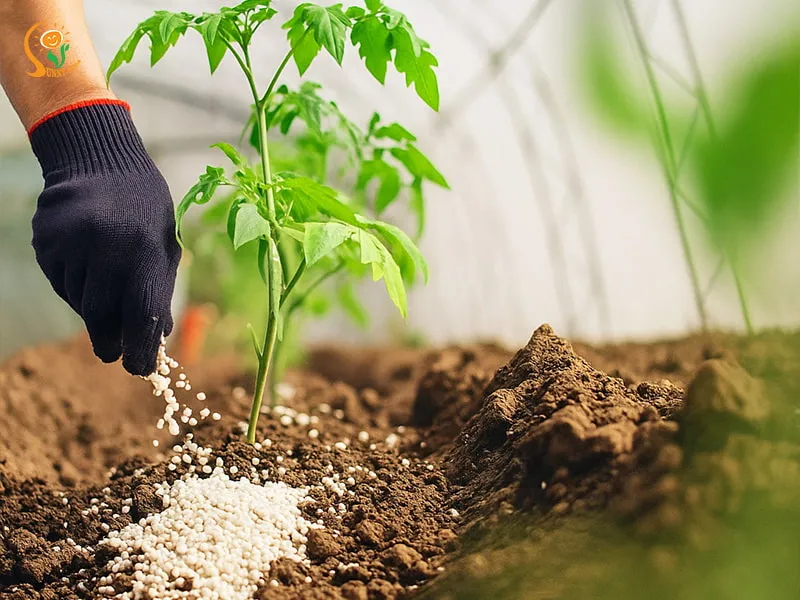 Nông dân cần được đào tạo kỹ thuật sử dụng phân hữu cơ hiệu quả