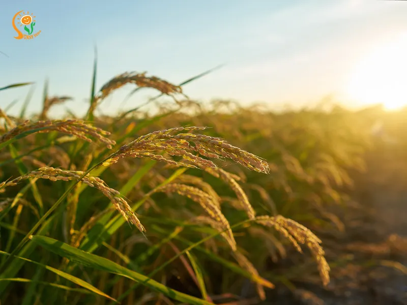 Nông nghiệp hữu cơ hướng tới cân bằng giữa năng suất và bảo vệ môi trường