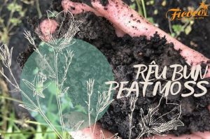 PHÂN BIỆT CÁC LOẠI PEAT MOSS - RÊU BÙN