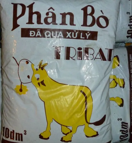 cách trồng rau kinh giới tại nhà đơn giản