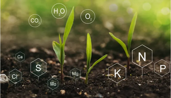 Phân bón ảnh hưởng đến năng suất cây trồng