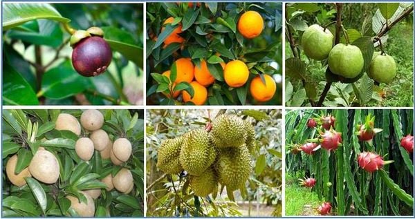 Phân Bón Cho Cây Ăn Quả: Hướng Dẫn Toàn Diện Để Vườn Luôn Bội Thu