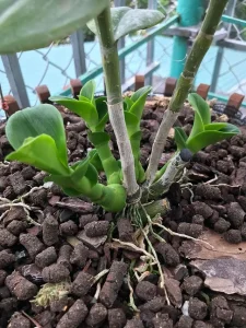 Phân Bón Cho Cây Cảnh: Bí Quyết Giúp Cây Xanh Tốt, Ra Hoa Đều