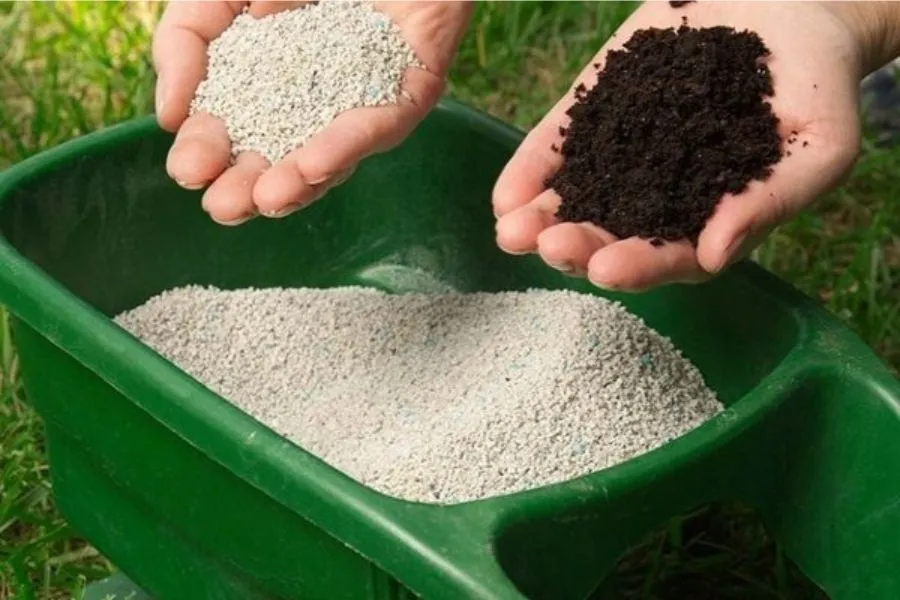 Bón phân đúng liều lượng giúp cây dâu tây phát triển khỏe mạnh.