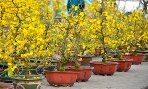 Phân Bón Cho Mai: Bí Quyết Chăm Sóc Mai Vàng Ra Hoa Rực Rỡ Đón Tết