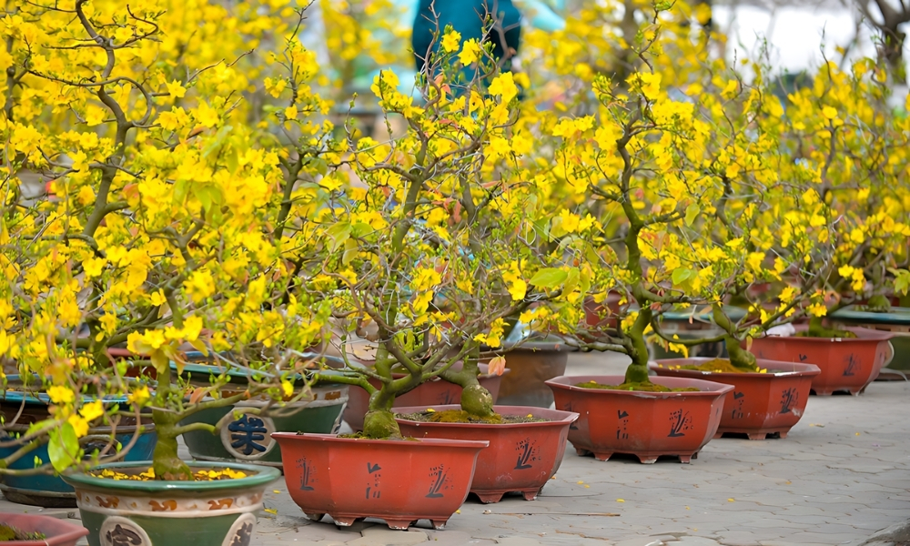 Phân Bón Cho Mai: Bí Quyết Chăm Sóc Mai Vàng Ra Hoa Rực Rỡ Đón Tết
