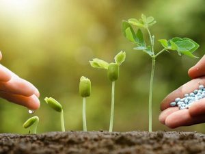 Phân Bón Có Tác Dụng Gì? Giải Mã Vai Trò Thiết Yếu Cho Nông Nghiệp Bền Vững