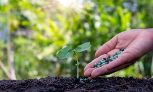 Phân Bón Kép Là Gì? Chìa Khóa Vàng Cho Nông Nghiệp Hiện Đại