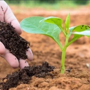 Phân Bón Không Có Tác Dụng Nào Sau Đây? Giải Mã Lầm Tưởng Phổ Biến